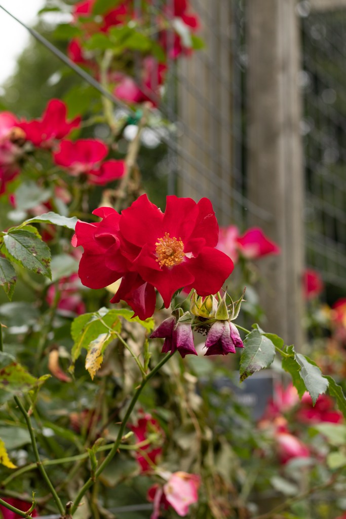 Rose Week Belfast