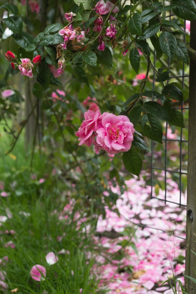 Rose Week Belfast