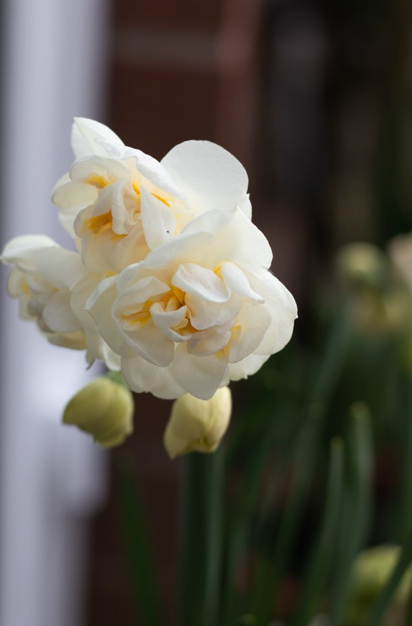 Narcissus Bridal Crown