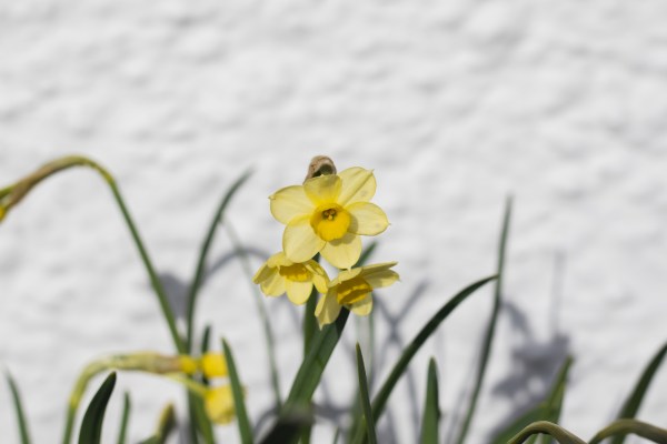 Narcissus Minnow