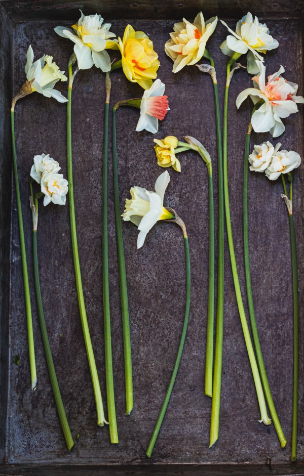 daffodils