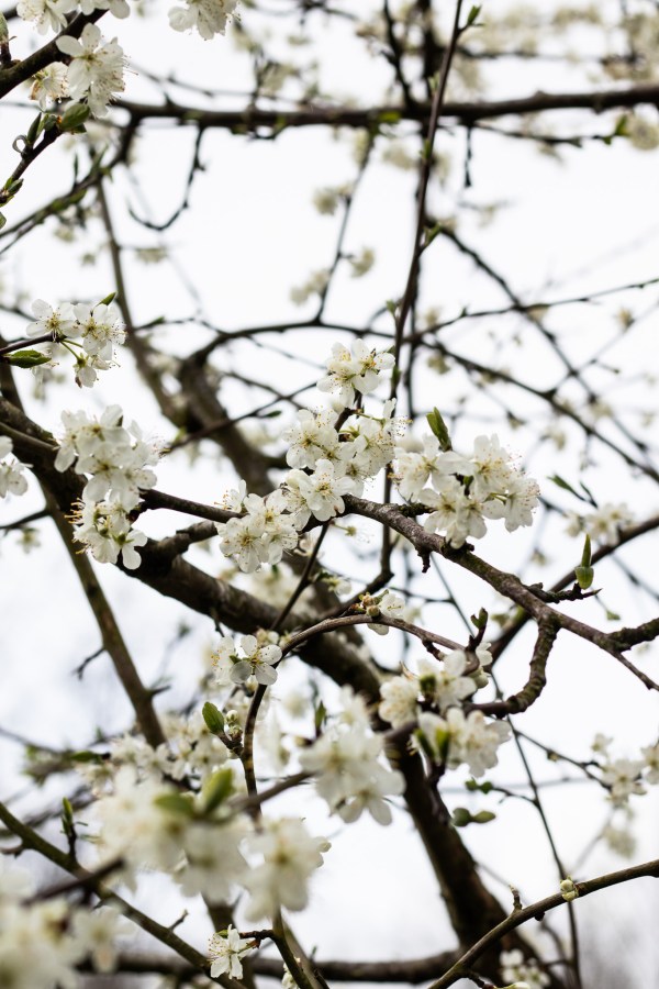 blackthorn blossom