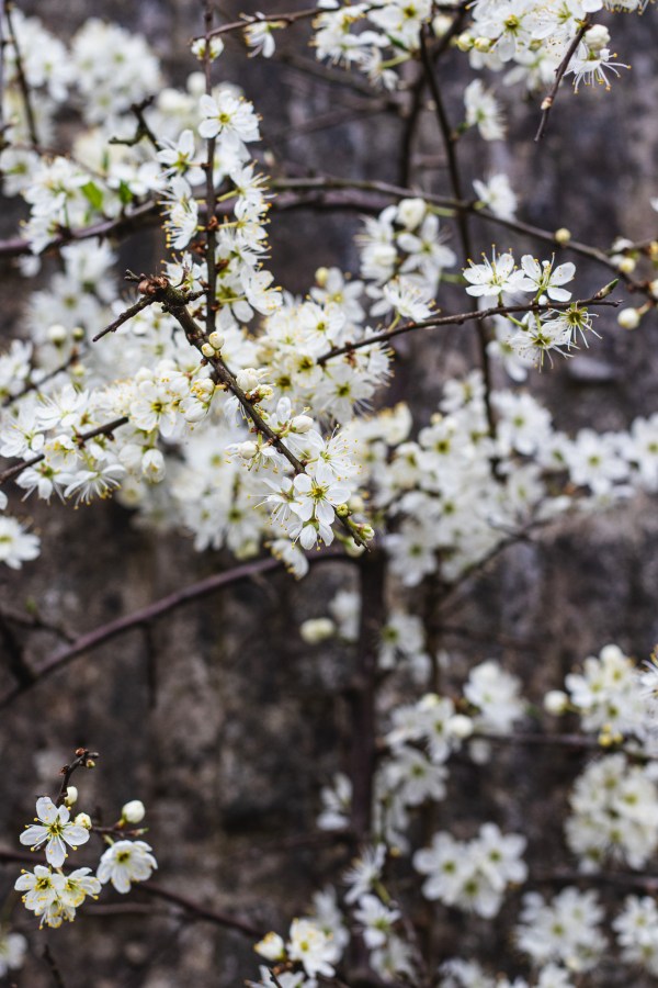 embracing spring and the love of blackthorn blossom