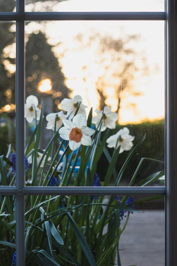 daffodils