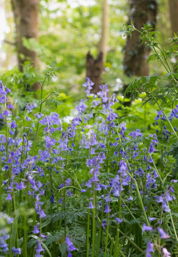 bluebells