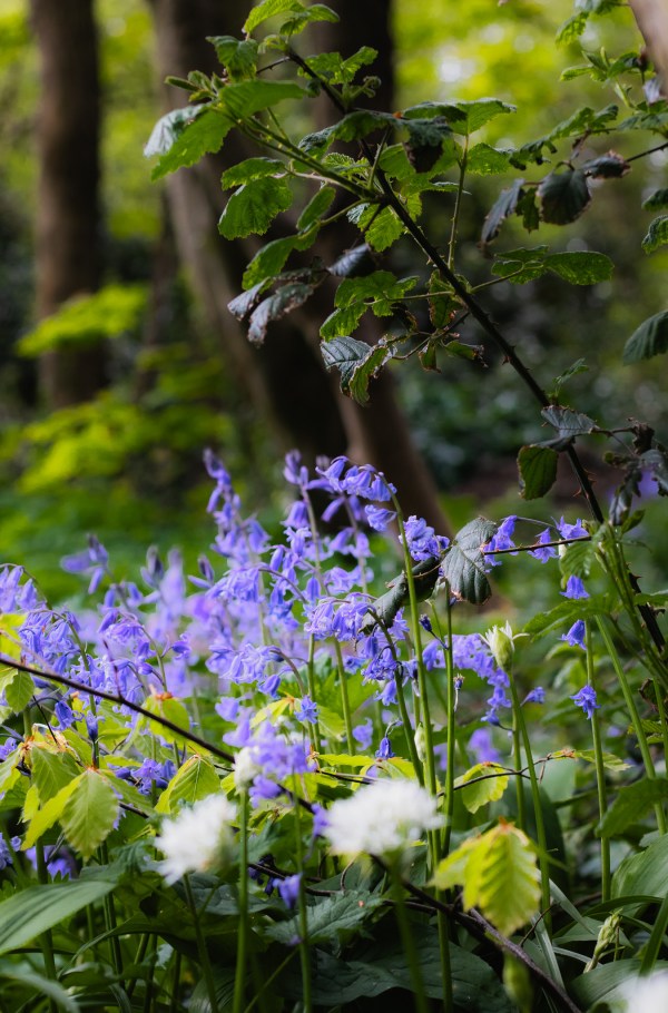 embracing spring and the sight of bluebells
