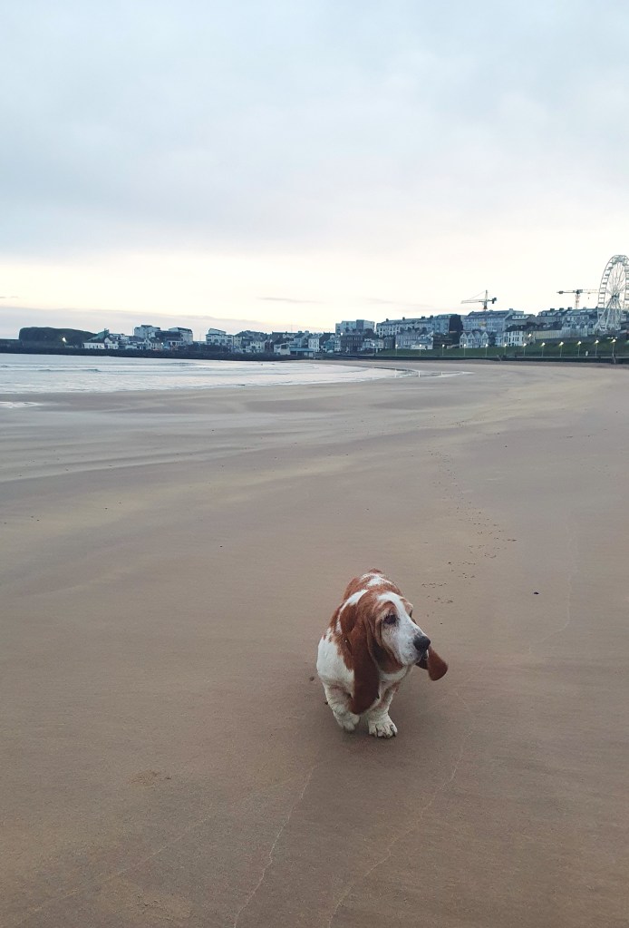 dog friendly Portrush