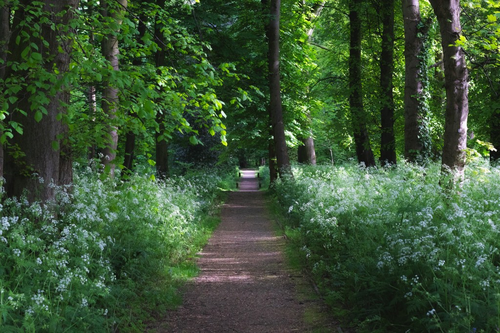 Cow parsley