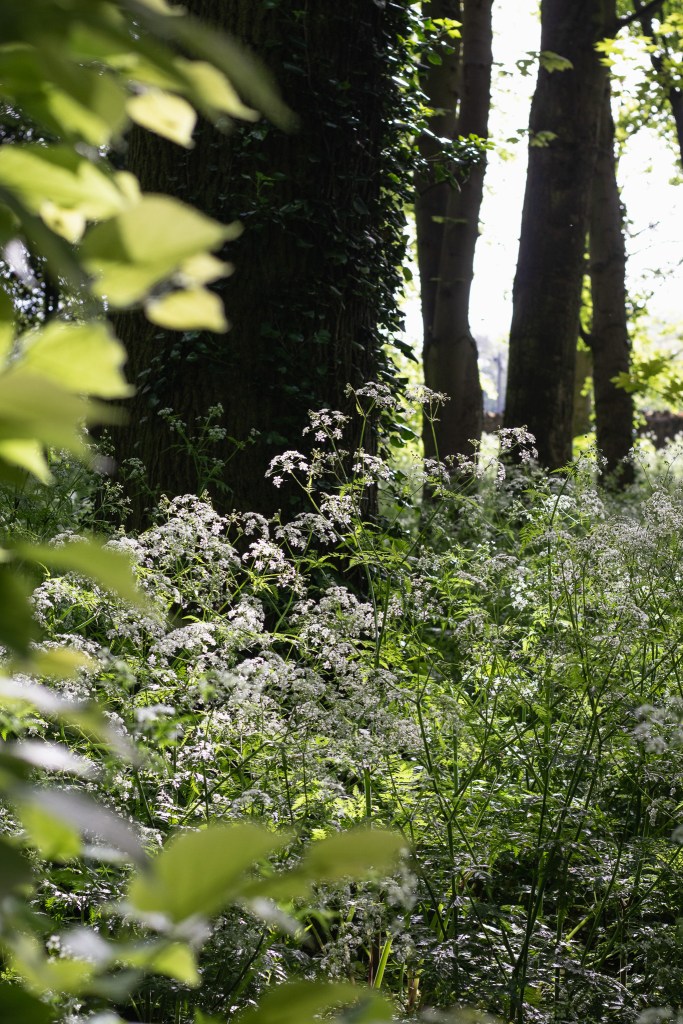 Cow parsley