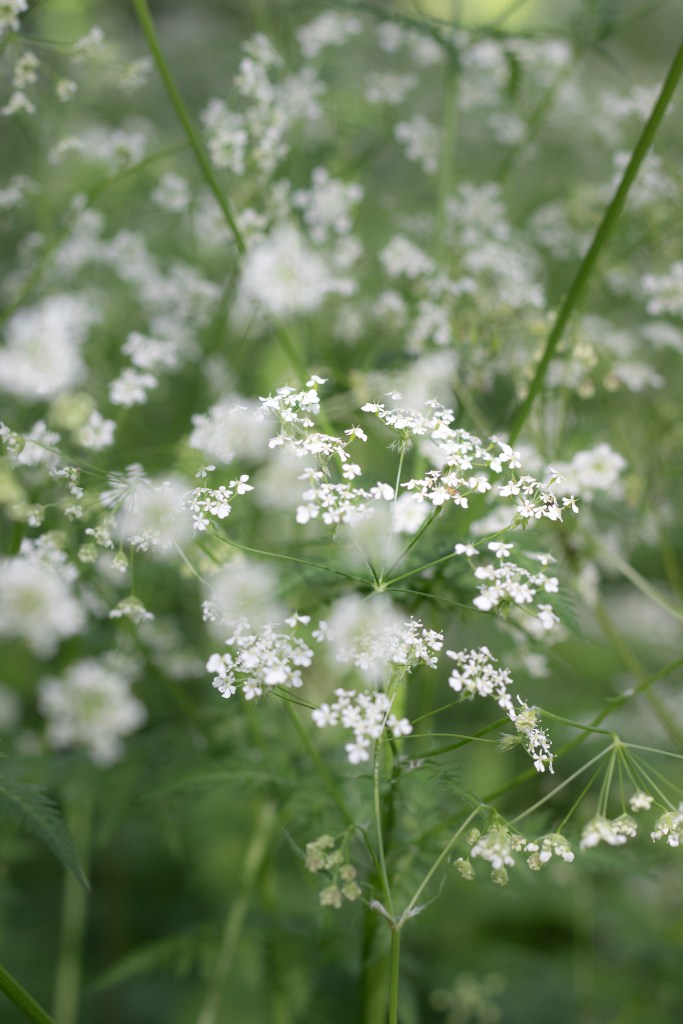 Cow parsley