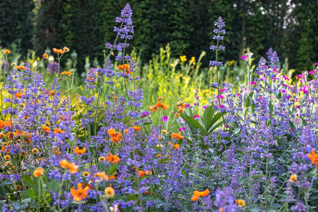 Flowers in bloom at the Coronation Garden, Newtownabbey