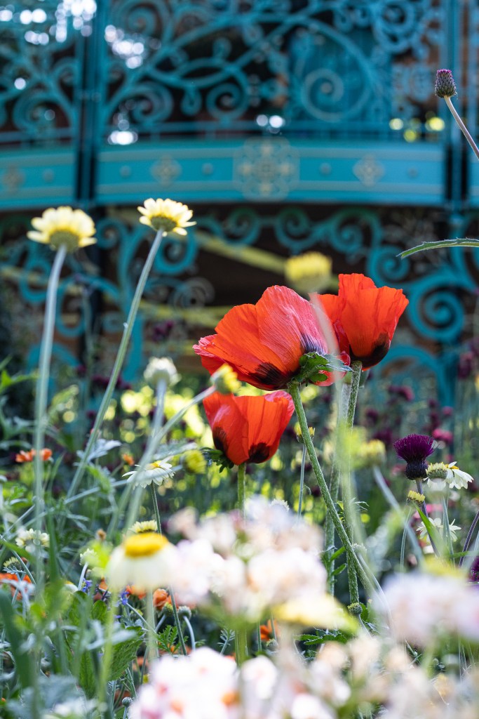 Poppies at the Coronation Garden, Newtownabbey