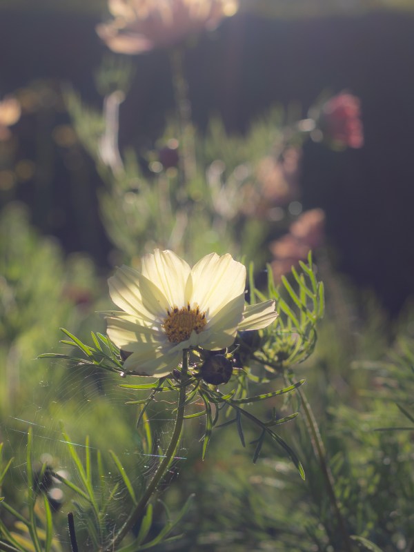 Cosmos Kiiro