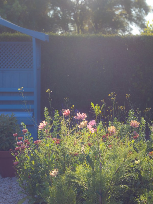 summer flowers in the garden