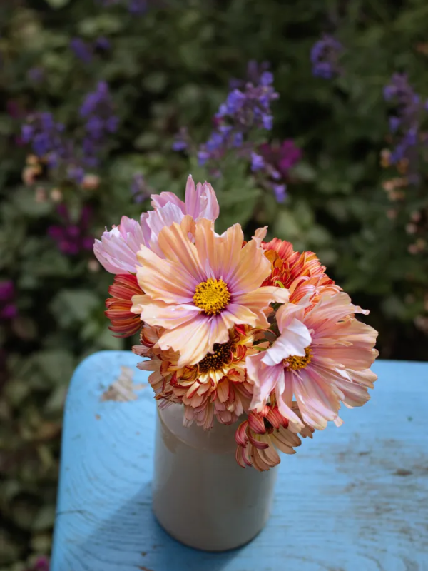 a love of cosmos