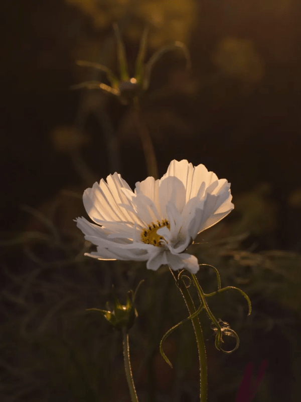 a love of cosmos