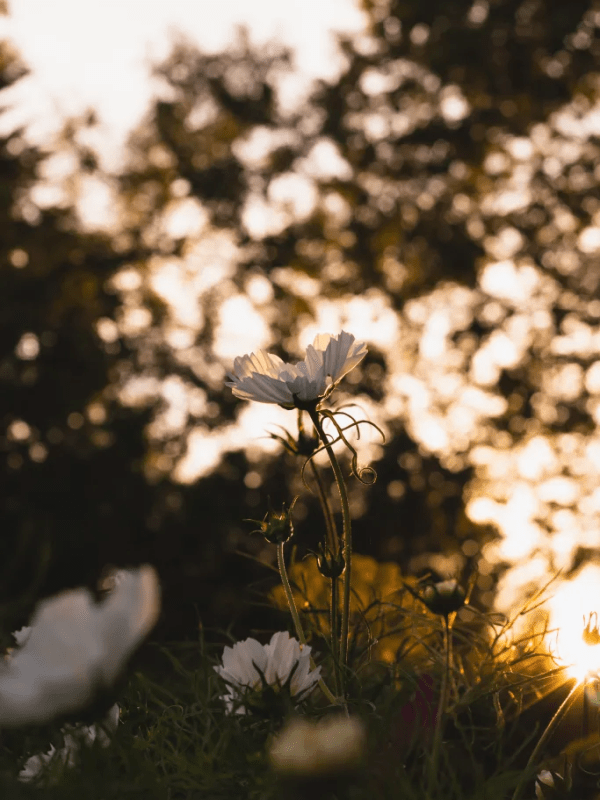 a love of cosmos