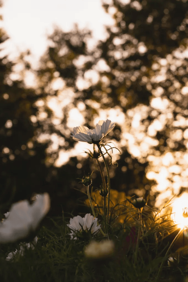 White Cosmos Purity flowers growing in the garden