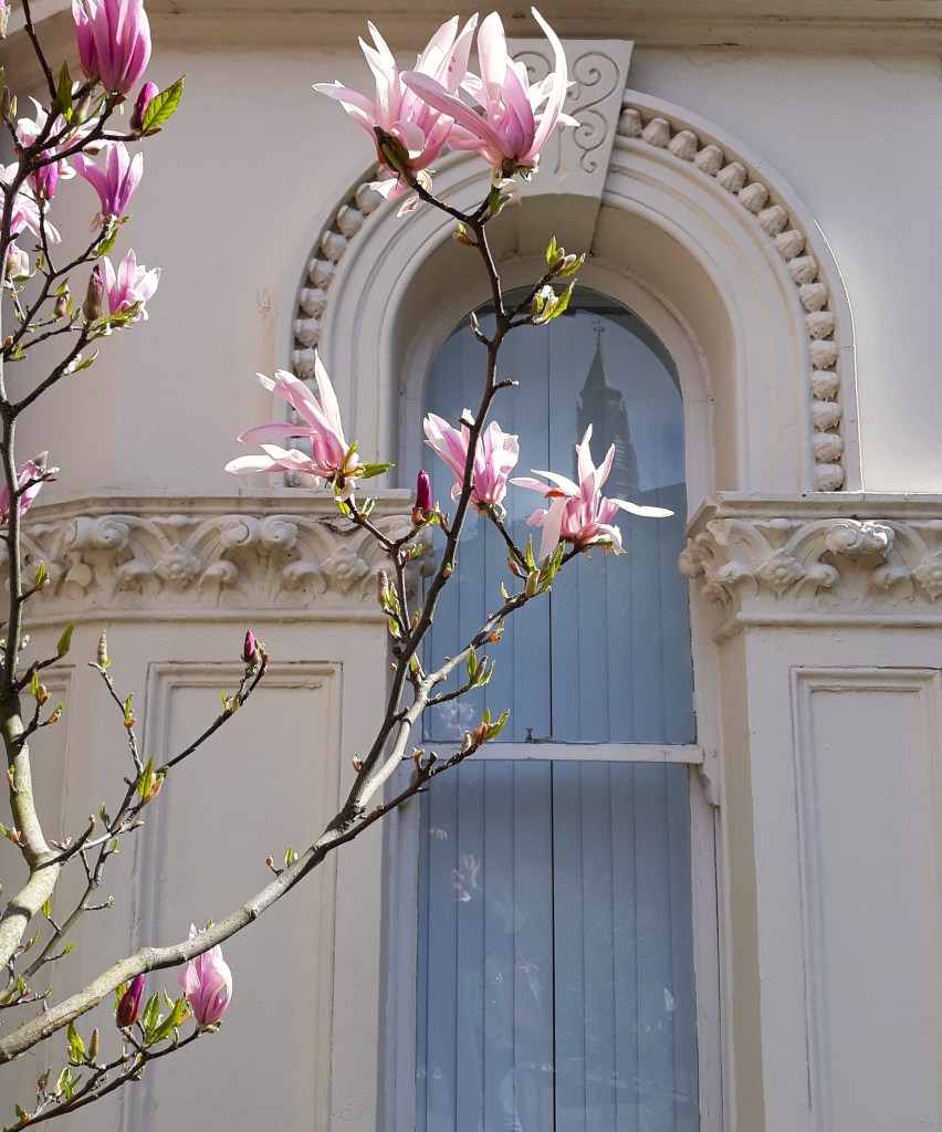 magnolia moment