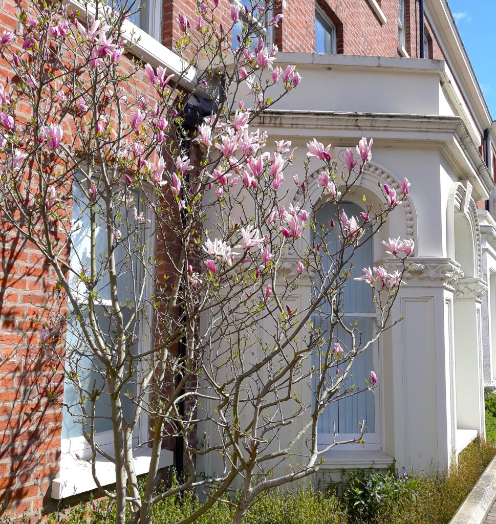 magnolia moment