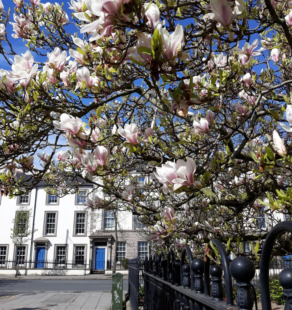 Magnolia Queen's Quarter Belfast