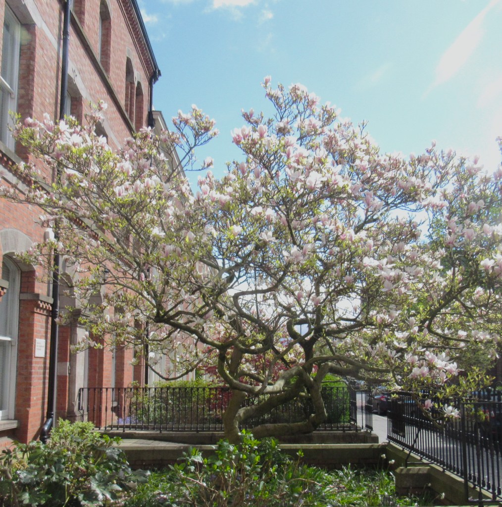 magnolia moment