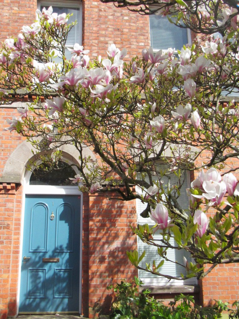 Magnolia moment