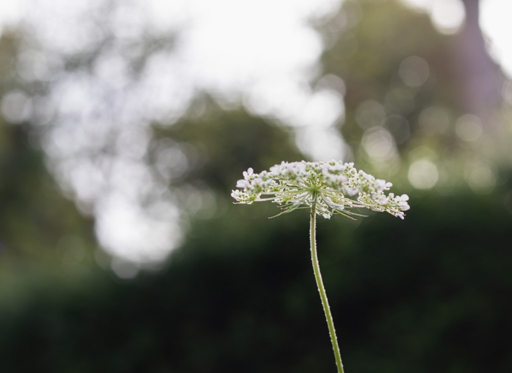 a single wild carrot flower in a soft light