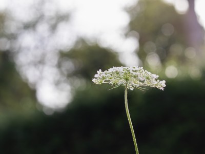 wild carrot