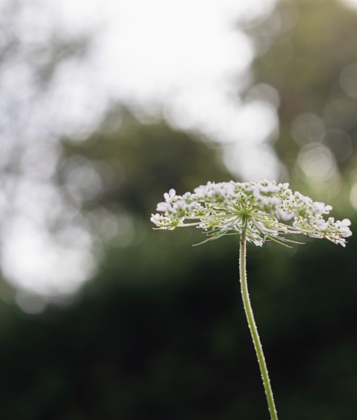 wild carrot