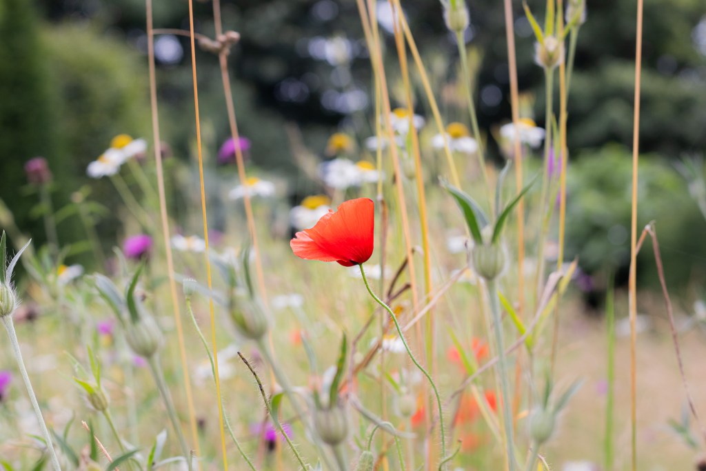 a single poppy in a wildflower meadow