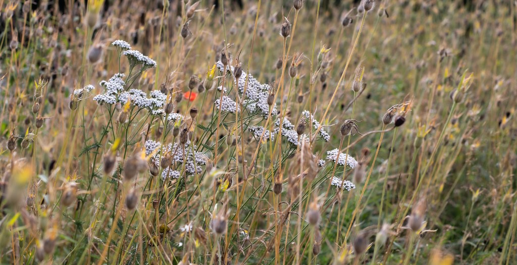 achillea in a wildflower meadow