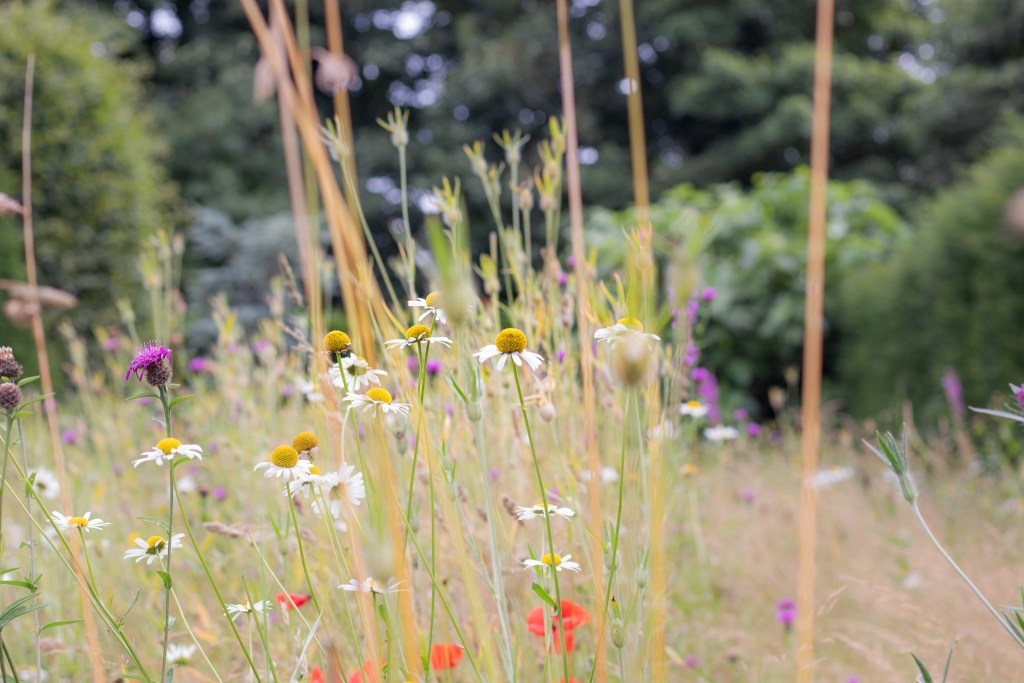 daisies in a wildflower meadow