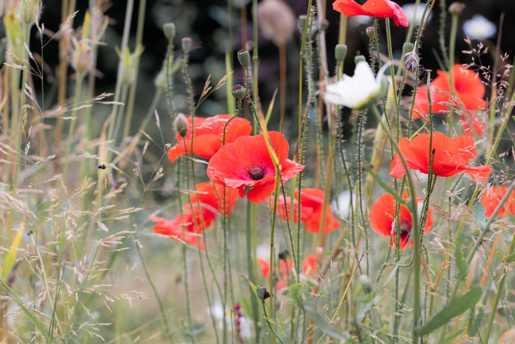 poppies in a wildflower meadow