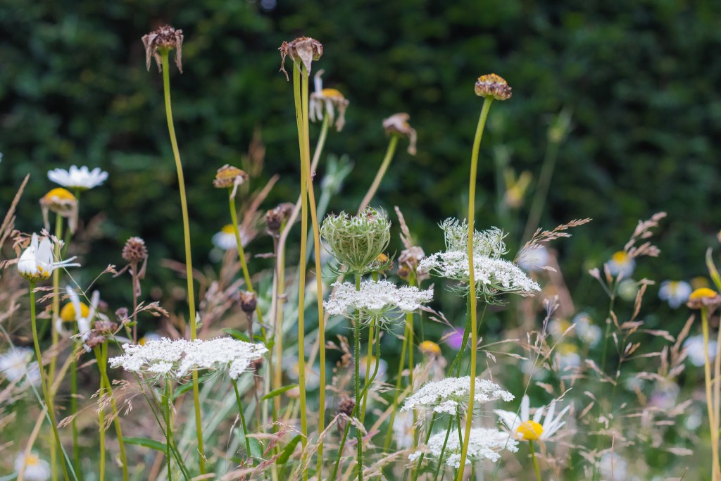 will carrot and daisies