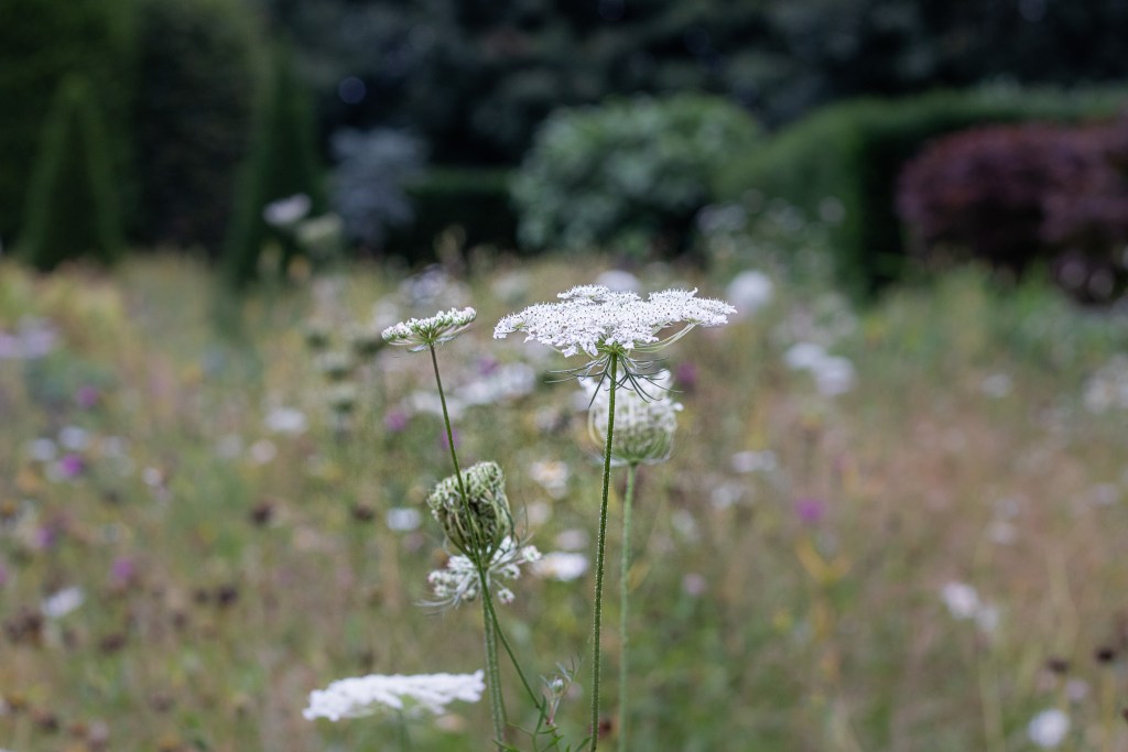 wild carrot in a wildflower meadow