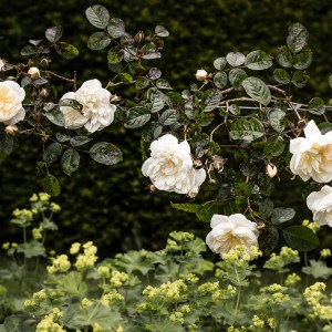 Greetings card featuring white roses