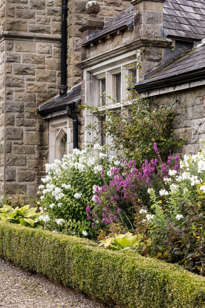 white phlox grows along the facade of the manor house