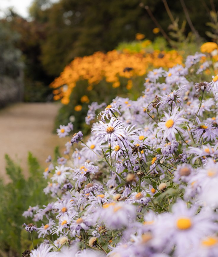 asters and rudbeckia