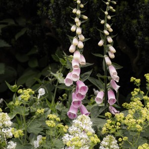 Foxgloves greetings card