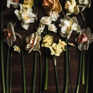 Daffodils greeting card