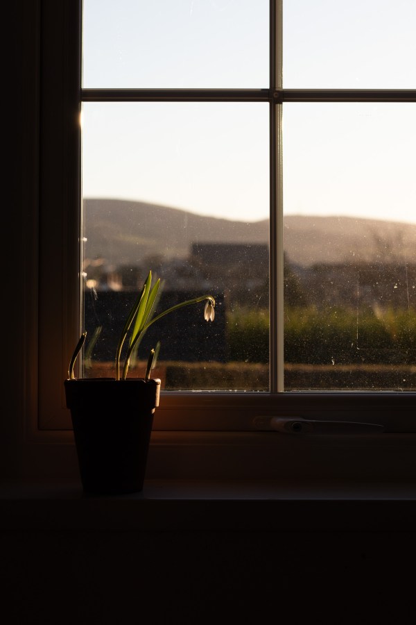 the garden in January