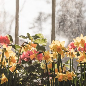 greetings card featuring the daffodils in bloom at the Palm House Belfast