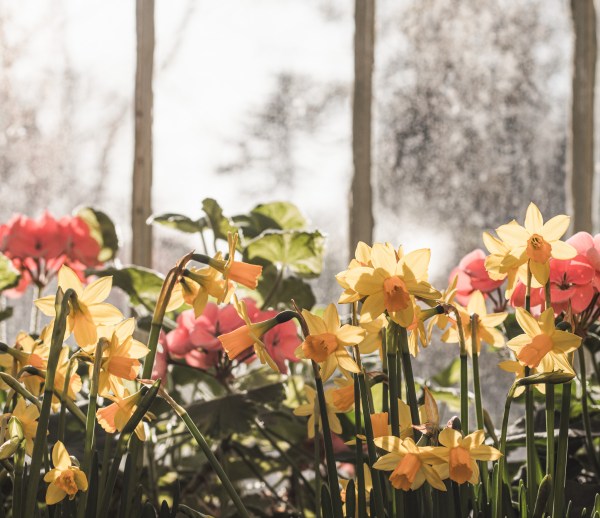 greetings card featuring the daffodils in bloom at the Palm House Belfast