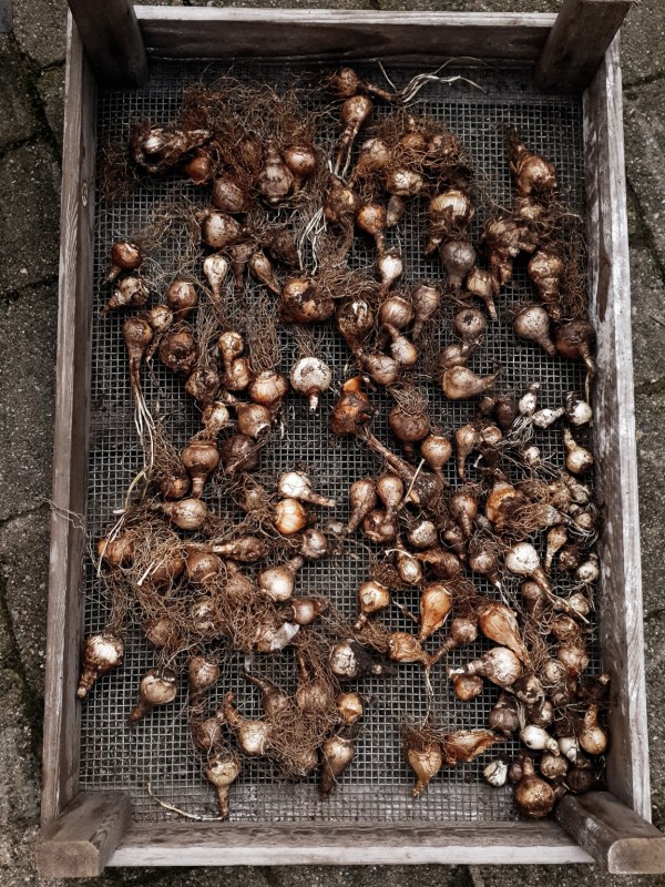 daffodil bulbs