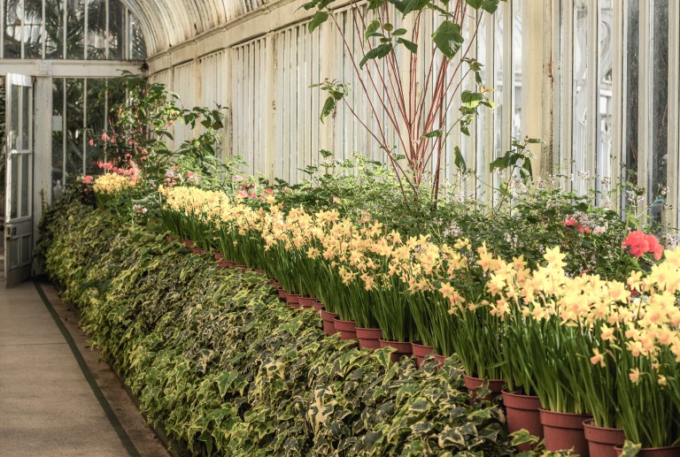 daffodils at The Palm House Belfast