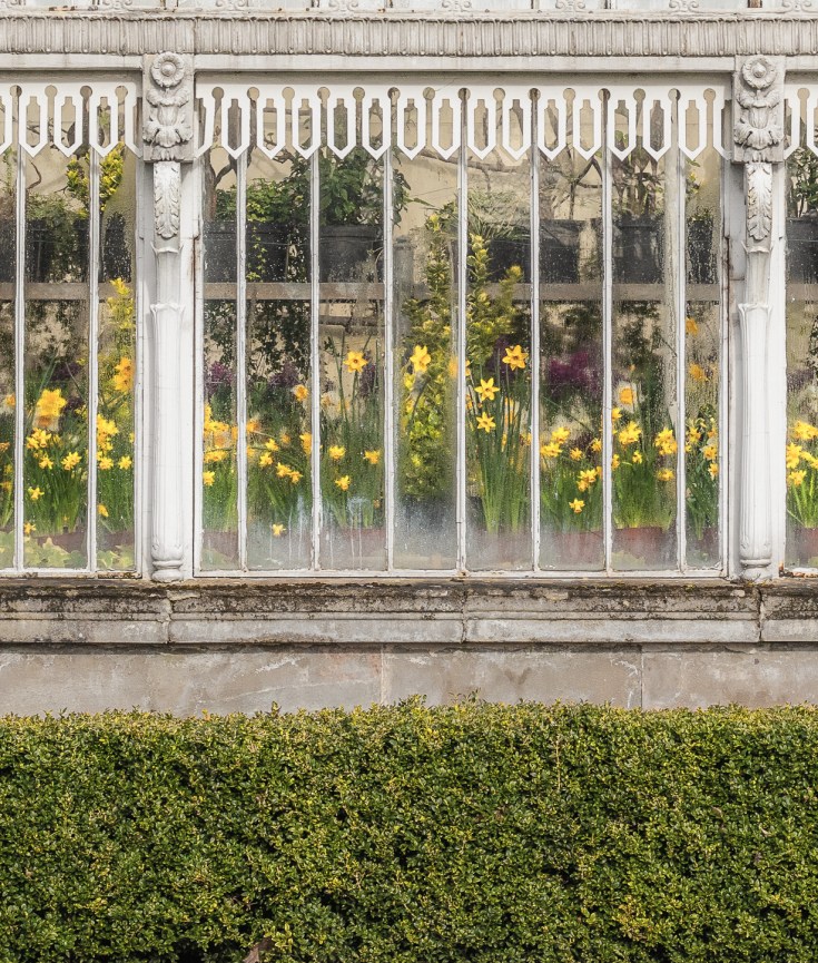 set of 4 cards featuring the daffodils in bloom at the Palm House Belfast