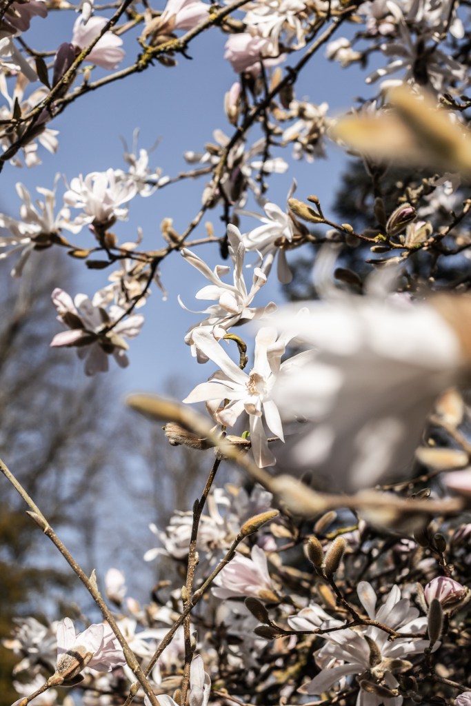magnolia in bloom at Hillsborough Castle and Gardens