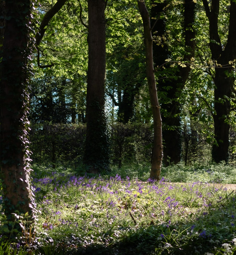 bluebells at Antrim Castle Gardens