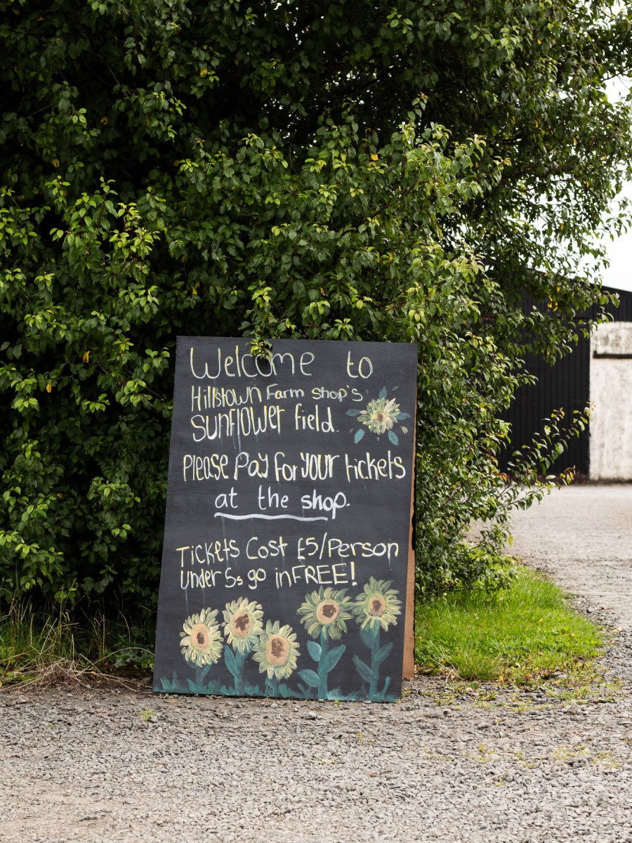 sunflowers at Hillstown Farm